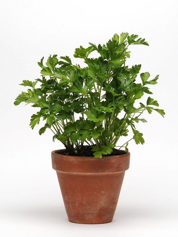 Parley Italian Flat Leaf