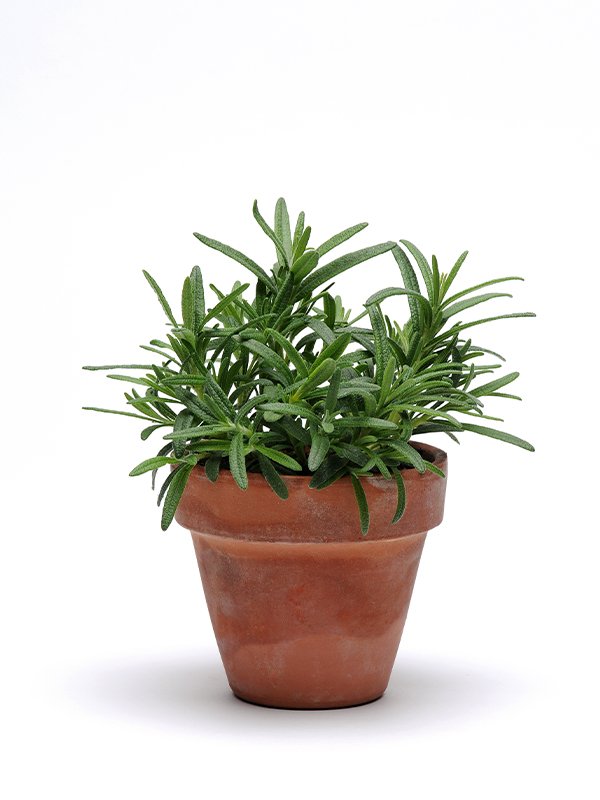 Rosemary Rosemary