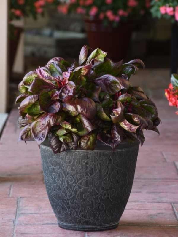 Foliage Celosia Sol Lizaard Leaf