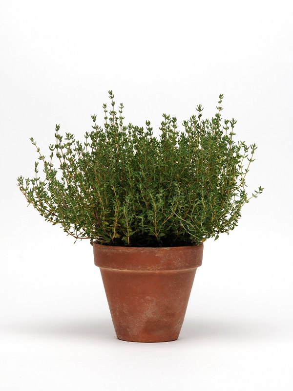 Thyme