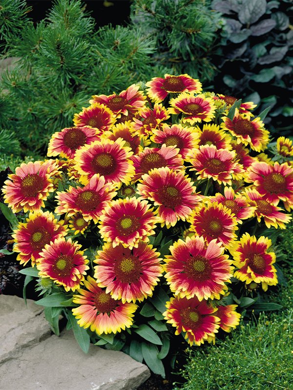 Gailardia Arizona Sun