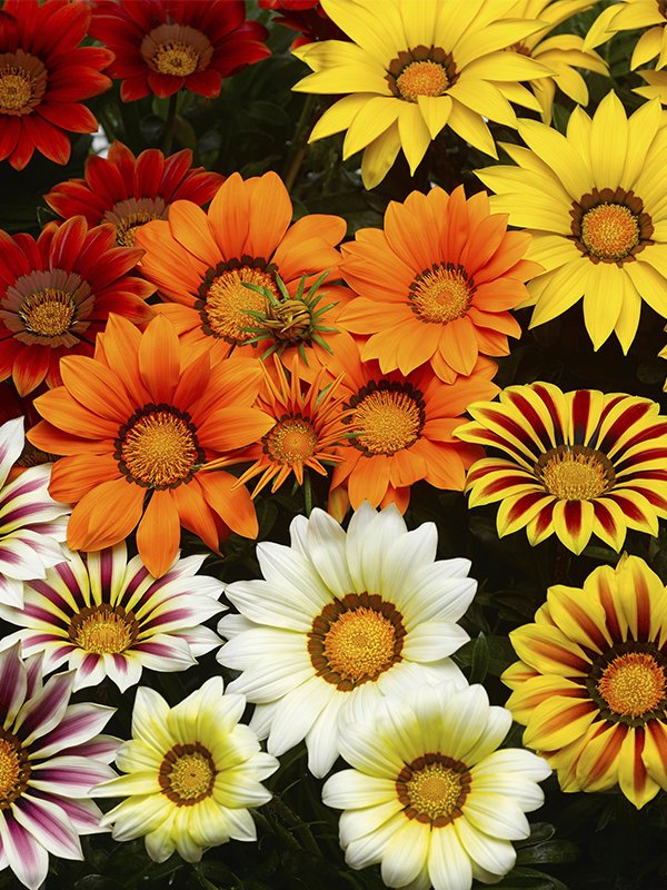 Gazania Mix