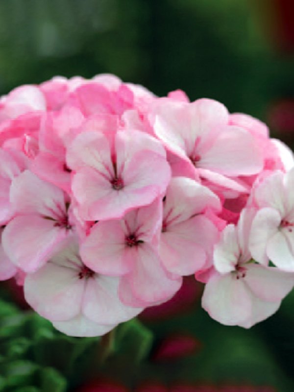 Geranium Horizon Apple Blossom