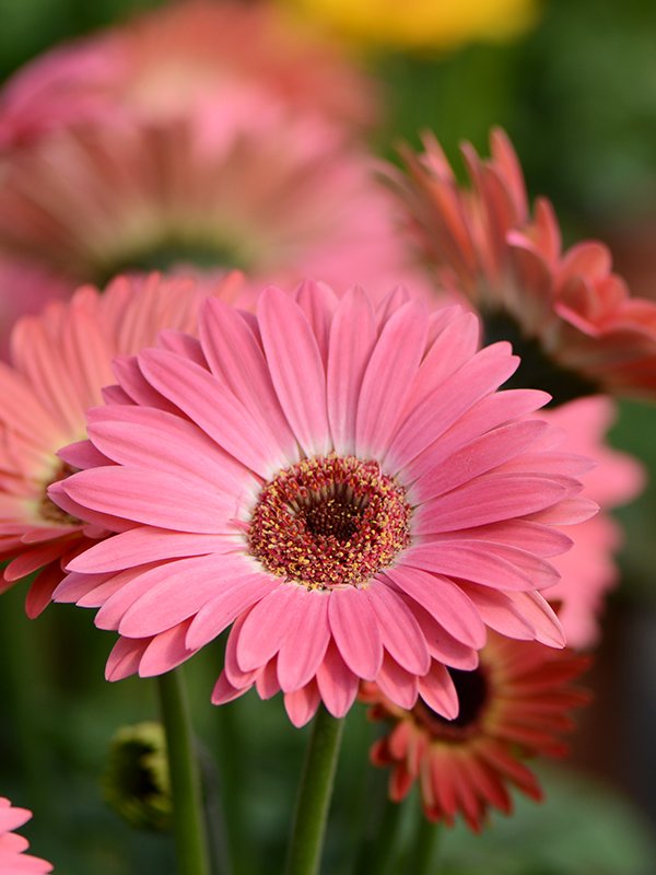 Gerbera Majorette Pink Halo