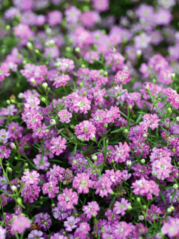 Gypsophila  Deep Rose
