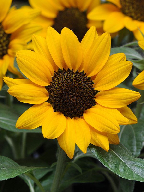 Helianthus SUnbuzz MissSinshine
