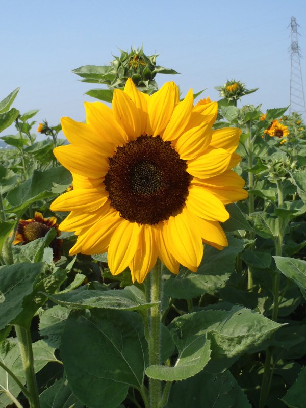 Helianthus Cut Flower Vincent Deep Orange 