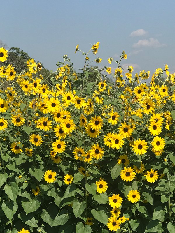 Helianthus Dacing Sun Yellow Dark Cent