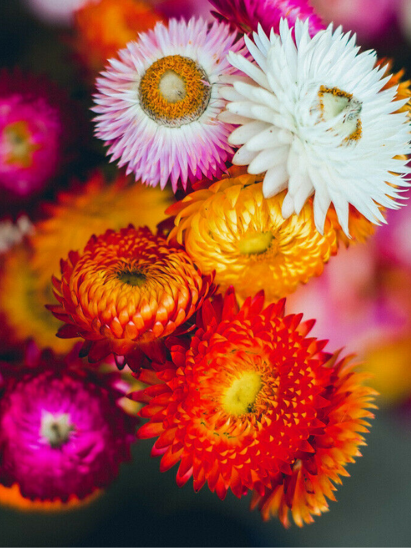 Helichrysum