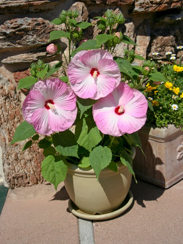 Hibiscus Honeymoon Light Rose