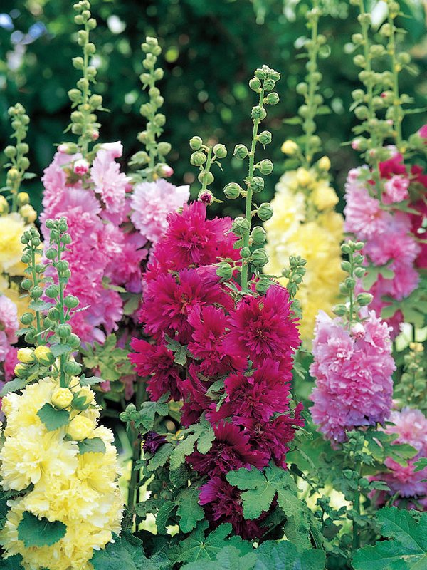 Hollyhock Spring Celebrities Mix