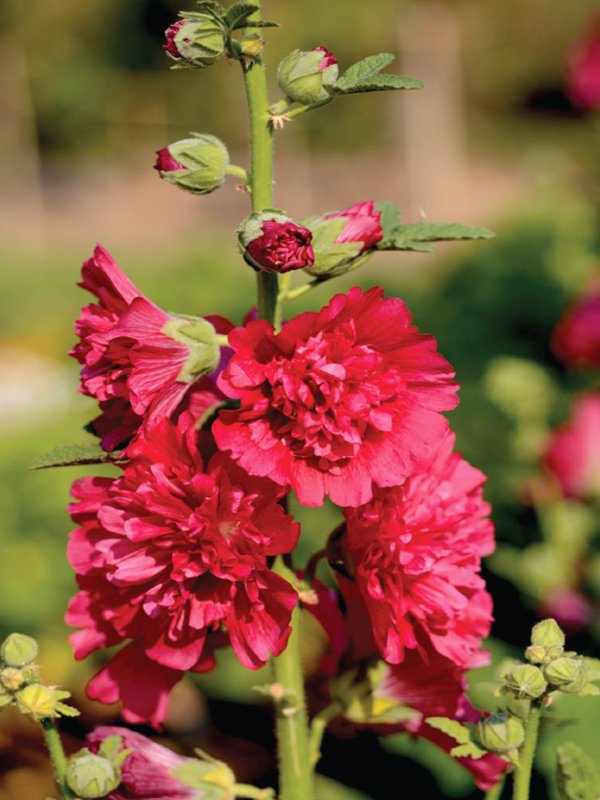 Hollyhock Spring Celebrities Carmine Rose