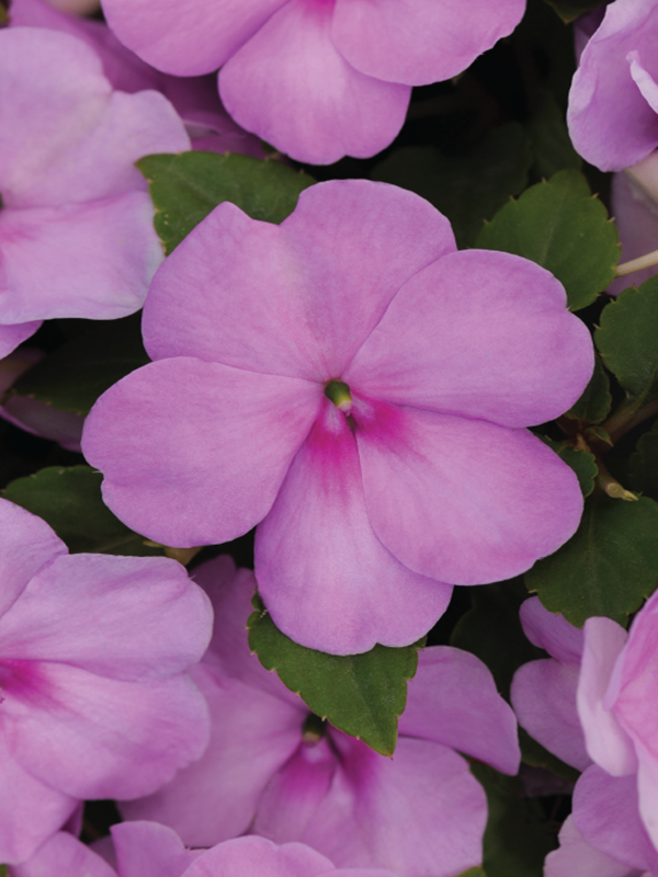 Impatiens Blue Pearl