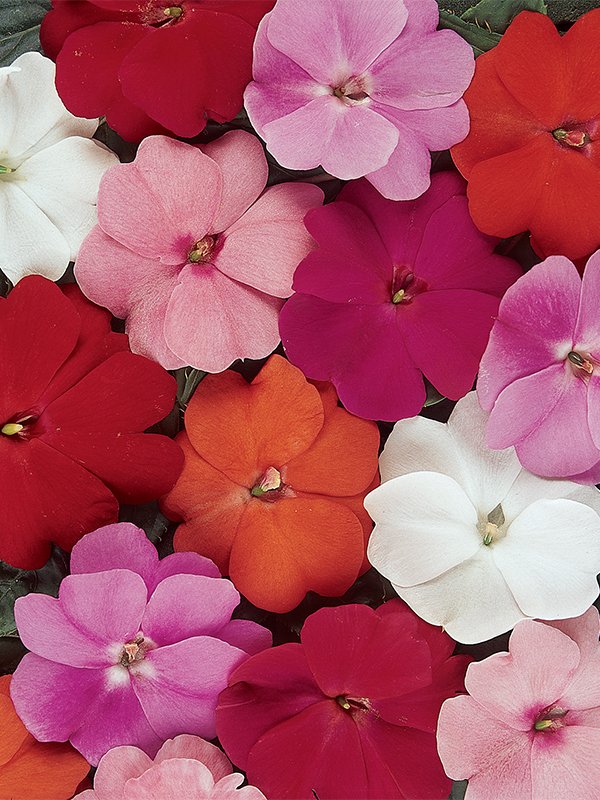 Impatiens New Guenea Divine Mix