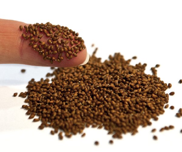 Priming ไพร์ม ซีดส์