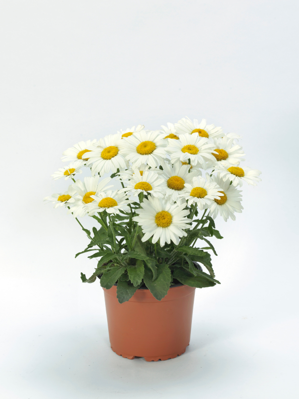 Leucanthemum White