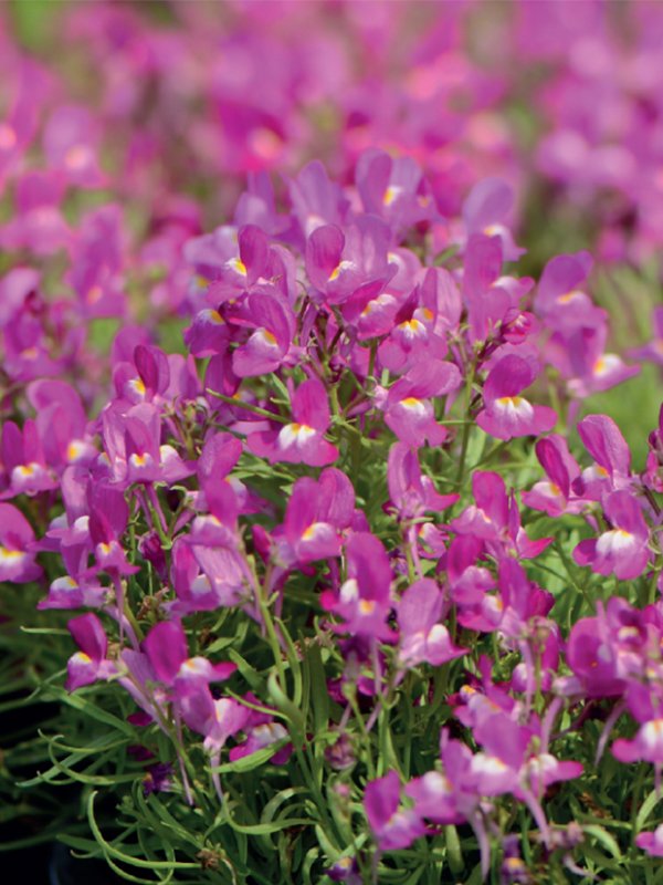 Linaria Fantasista Rose