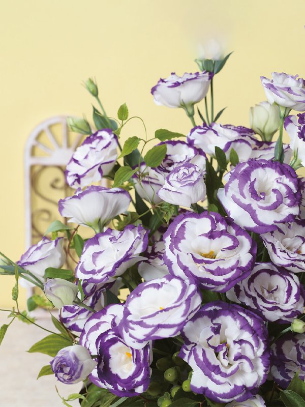 Lisianthus Aube Blue Picotee