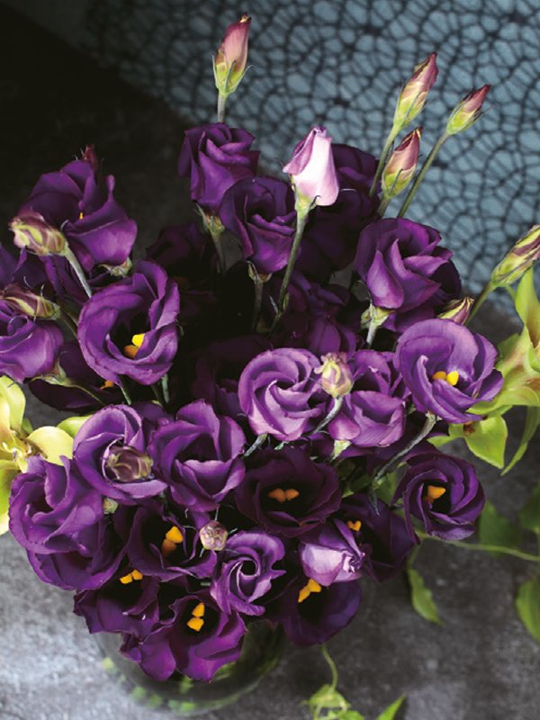 Lisianthus Wild Type Violet