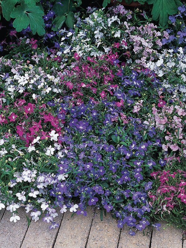 Lobelia Erinus Mix