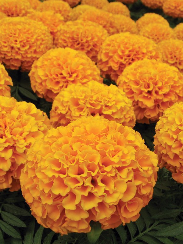 Marigold African Orange