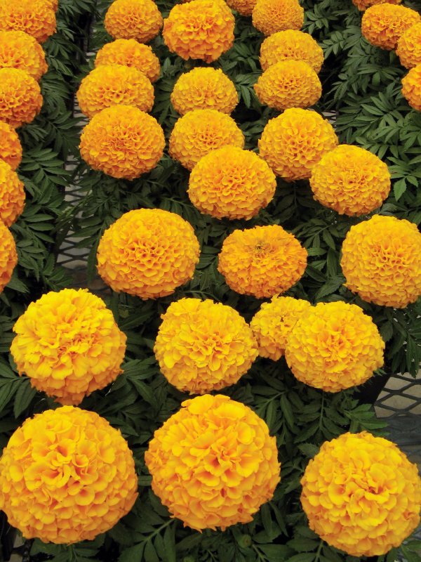 Marigold African Antigua Orange
