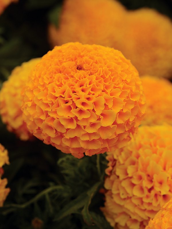 Marigold African Taishan Orange