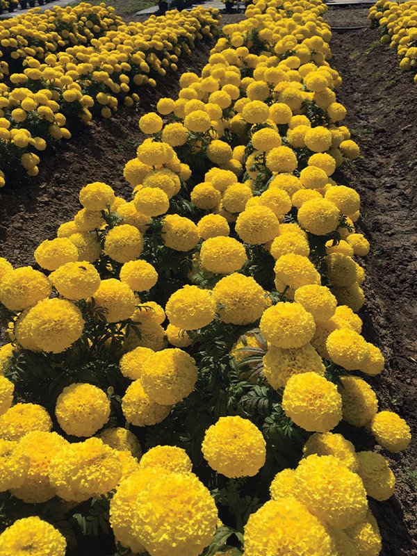 Marigold African Yellow