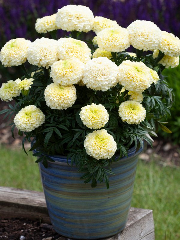Marigold White Gold Max