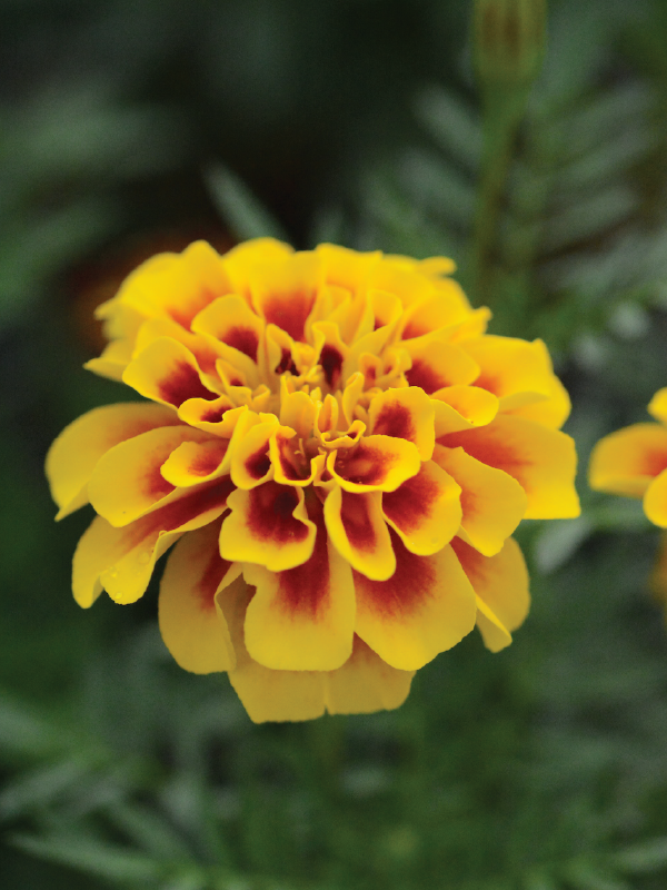 French Marigold Bonanza Flame