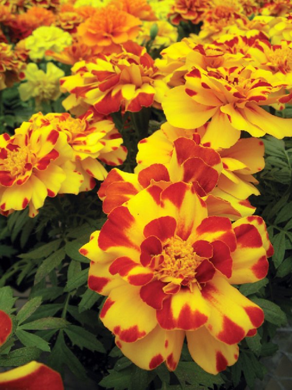 French Marigold Durango Bolero