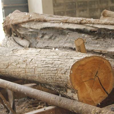 ซุงไม้จ๊อยท์