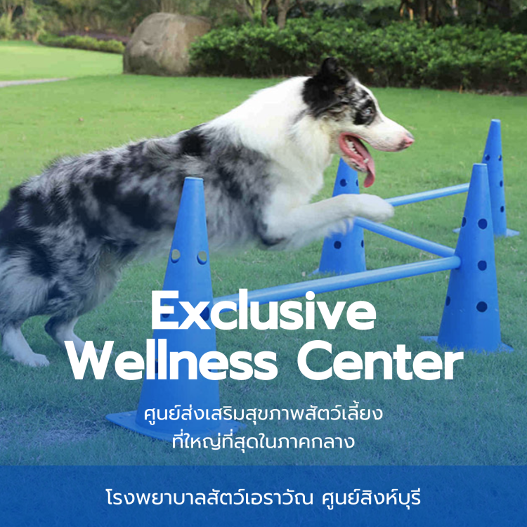 โรงพยาบาลสัตว์เอราวัณ (Erawan Pet Hospital)