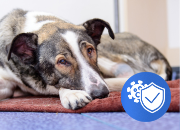 โรงพยาบาลสัตว์เอราวัณ (Erawan Pet Hospital)