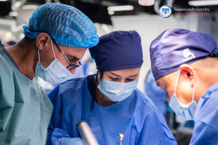 โรงพยาบาลสัตว์เอราวัณ (Erawan Pet Hospital)