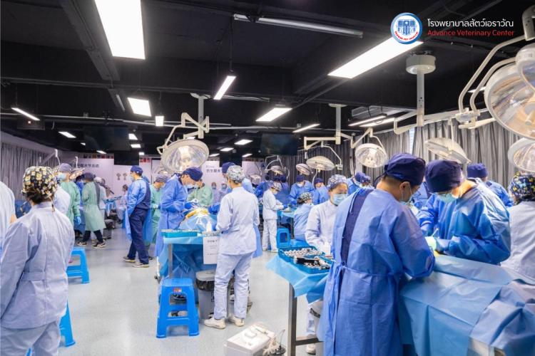 โรงพยาบาลสัตว์เอราวัณ (Erawan Pet Hospital)