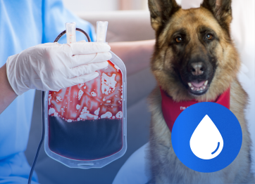 โรงพยาบาลสัตว์เอราวัณ (Erawan Pet Hospital)