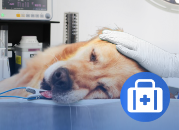 โรงพยาบาลสัตว์เอราวัณ (Erawan Pet Hospital)