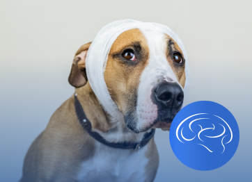 โรงพยาบาลสัตว์เอราวัณ (Erawan Pet Hospital)