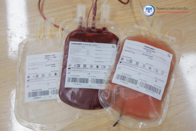 โรงพยาบาลสัตว์เอราวัณ (Erawan Pet Hospital)