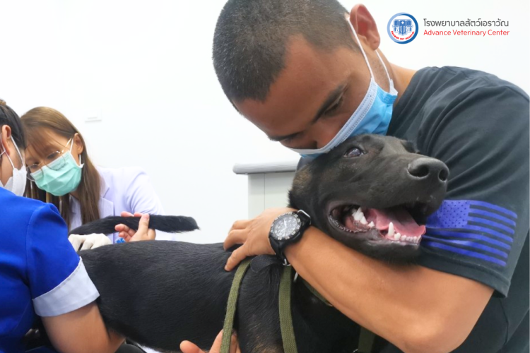 โรงพยาบาลสัตว์เอราวัณ (Erawan Pet Hospital)