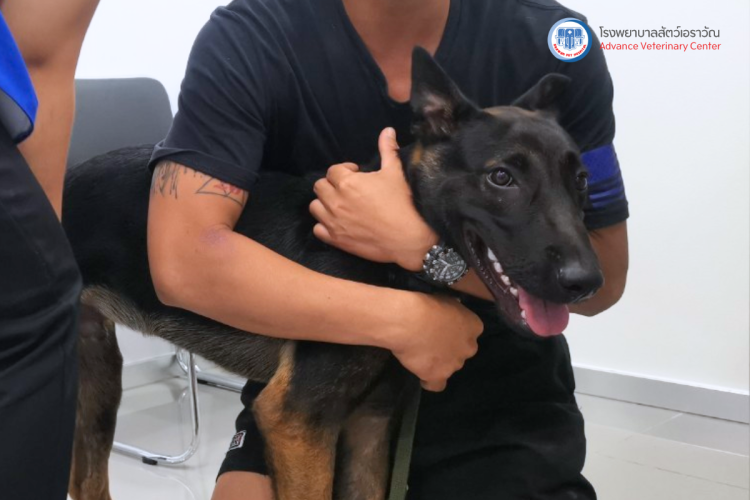 โรงพยาบาลสัตว์เอราวัณ (Erawan Pet Hospital)