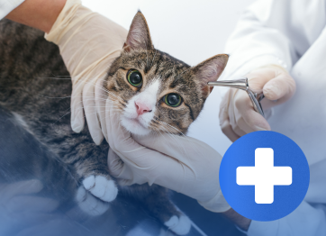 โรงพยาบาลสัตว์เอราวัณ (Erawan Pet Hospital) โรงพยาบาลสัตว์เอราวัณ (Erawan Pet Hospital)