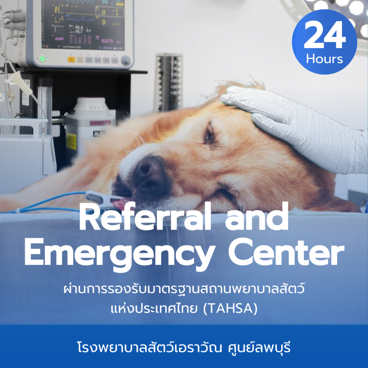 โรงพยาบาลสัตว์เอราวัณ (Erawan Pet Hospital)