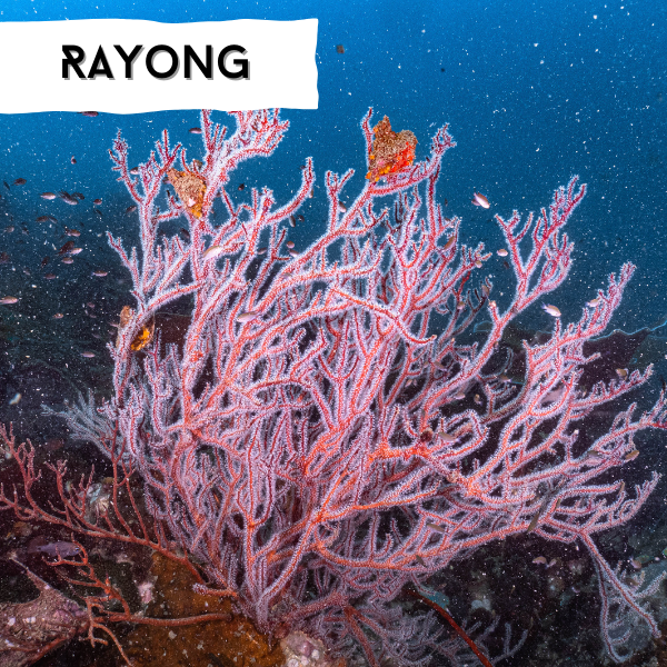 rayong scuba diving