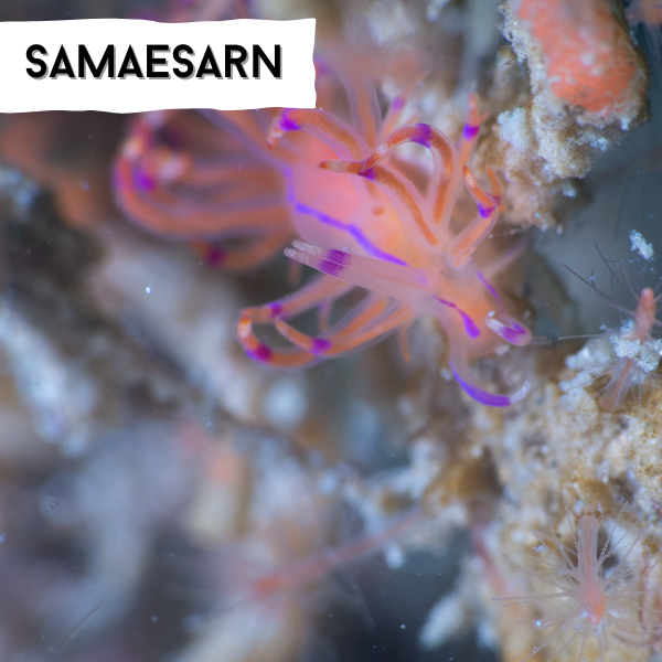 samaesarn scuba diving