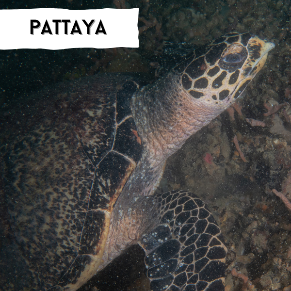 pattaya scuba diving