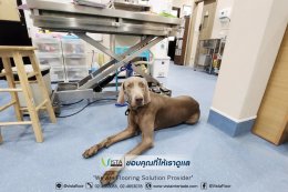 โรงพยาบาลสัตว์พิพซี (PIPC Pet Hospital)