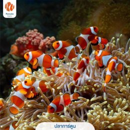 5 ปลาทะเลยอดนิยม เลี้ยงได้ ไม่ผิดกฎหมาย