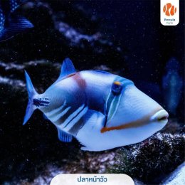 5 ปลาทะเลยอดนิยม เลี้ยงได้ ไม่ผิดกฎหมาย